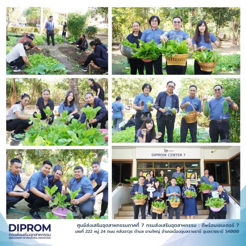 DIPROM Center 7 น้อมนำหลักเศรษฐกิจพอเพียง สร้างแปลงผักสวนครัว “บ้านนี้มีรัก ปลูกผักกินเอง” ลดรายจ่าย เสริมภูมิคุ้มกันชีวิต